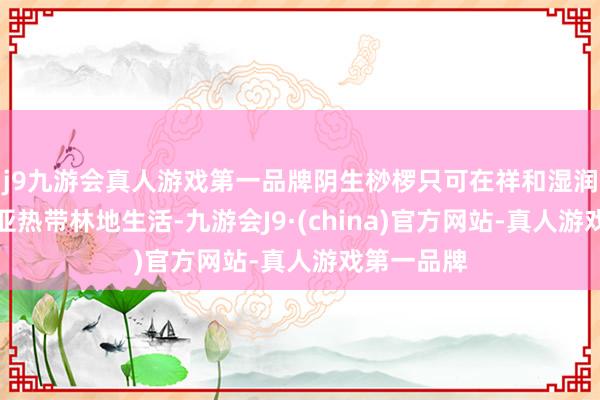 j9九游会真人游戏第一品牌阴生桫椤只可在祥和湿润的热带、亚热带林地生活-九游会J9·(china)官方网站-真人游戏第一品牌